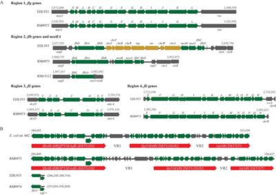 Conditional expression of flagellar motility, curli fimbriae, and biofilms in Shiga toxin- producing Escherichia albertii